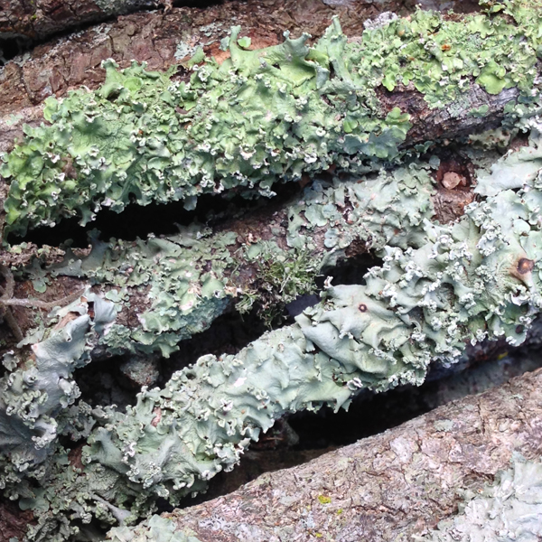 lichens